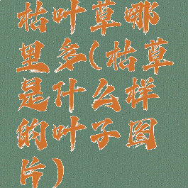 枯叶草哪里多(枯草是什么样的叶子图片)