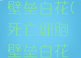 死亡细胞壁垒白花(死亡细胞壁垒白花作用)
