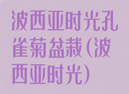 波西亚时光孔雀菊盆栽(波西亚时光)