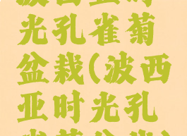 波西亚时光孔雀菊盆栽(波西亚时光孔雀菊盆栽)