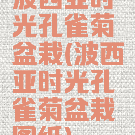 波西亚时光孔雀菊盆栽(波西亚时光孔雀菊盆栽图纸)