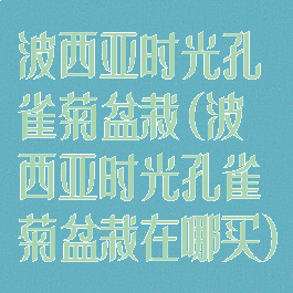 波西亚时光孔雀菊盆栽(波西亚时光孔雀菊盆栽在哪买)