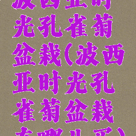 波西亚时光孔雀菊盆栽(波西亚时光孔雀菊盆栽在哪儿买)