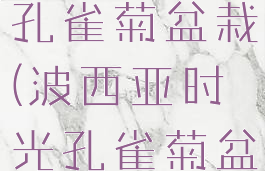 波西亚时光孔雀菊盆栽(波西亚时光孔雀菊盆栽委托)