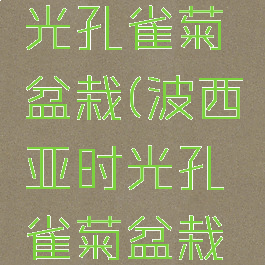 波西亚时光孔雀菊盆栽(波西亚时光孔雀菊盆栽完成不了)