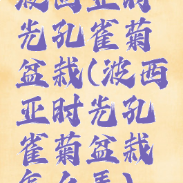 波西亚时光孔雀菊盆栽(波西亚时光孔雀菊盆栽怎么弄)