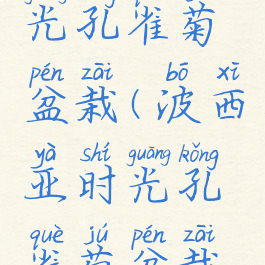 波西亚时光孔雀菊盆栽(波西亚时光孔雀菊盆栽怎么做)