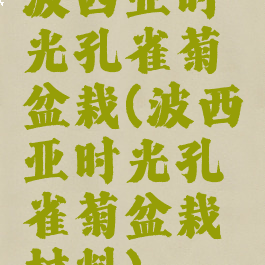 波西亚时光孔雀菊盆栽(波西亚时光孔雀菊盆栽材料)