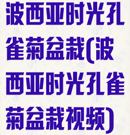 波西亚时光孔雀菊盆栽(波西亚时光孔雀菊盆栽视频)