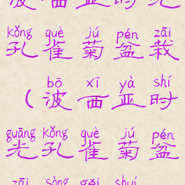 波西亚时光孔雀菊盆栽(波西亚时光孔雀菊盆栽送给谁)