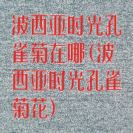 波西亚时光孔雀菊在哪(波西亚时光孔雀菊花)